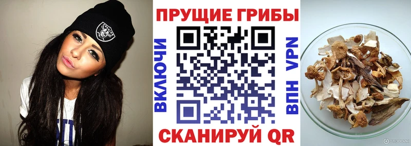 Галлюциногенные грибы GOLDEN TEACHER  KRAKEN сайт  Новосибирск 